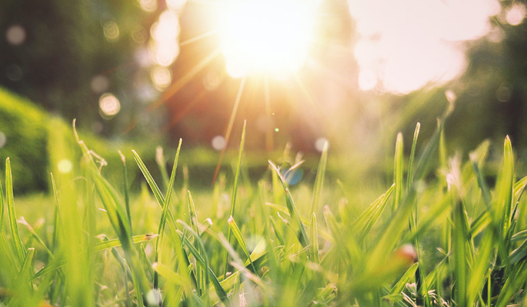 SPRING TIPS TO REDUCE THE USE OF CHEMICALS ON YOUR LAWN