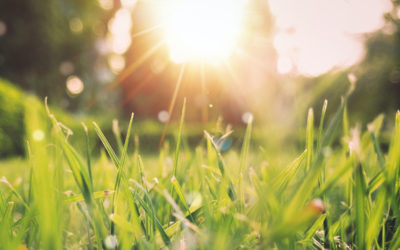 SPRING TIPS TO REDUCE THE USE OF CHEMICALS ON YOUR LAWN